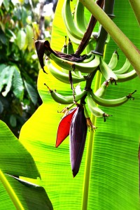 Les bananes plantains