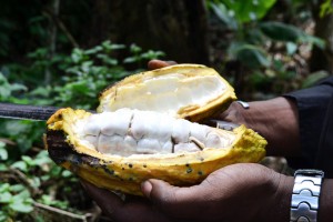 Les fèves de cacao à l'état brut