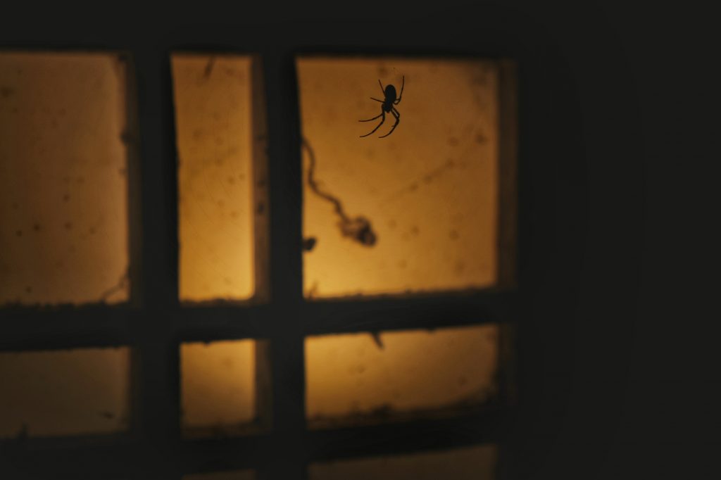 Une araignée devant une lanterne du cimetière Oku-no-in