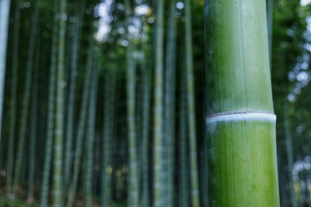 Détail de bambou
