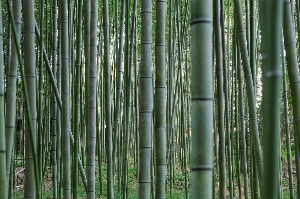 Les bambous d'Arashiyama