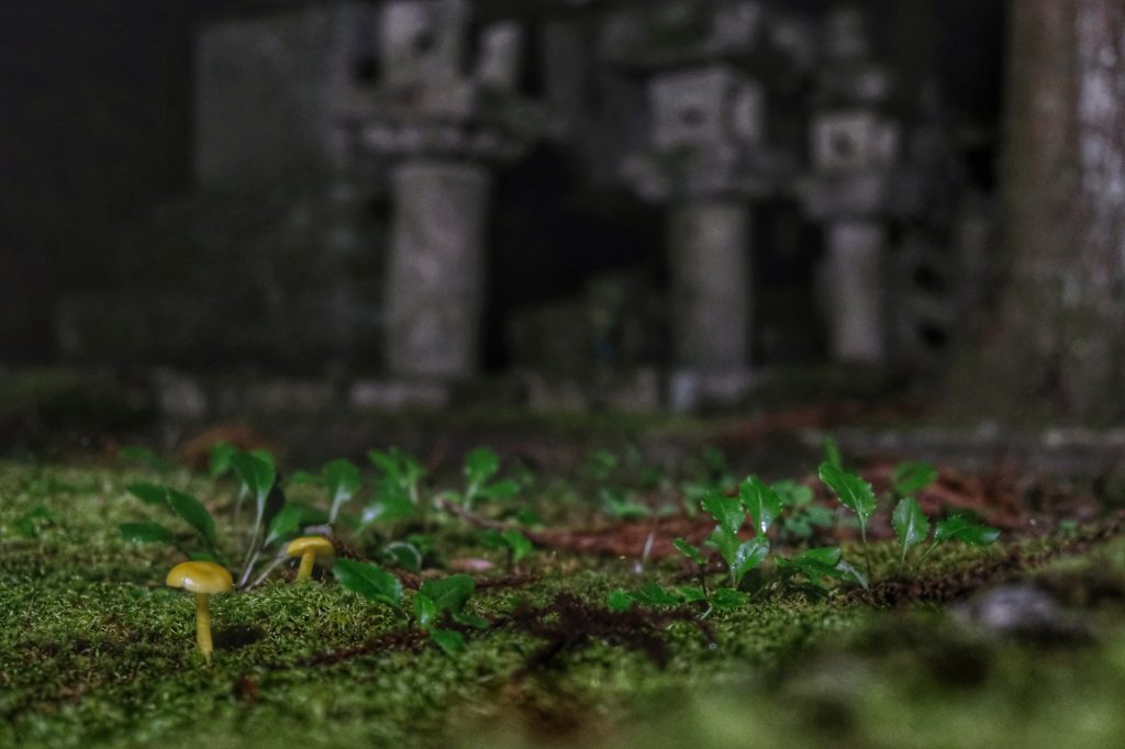 Des champignons dans le cimetière Oku-no-in