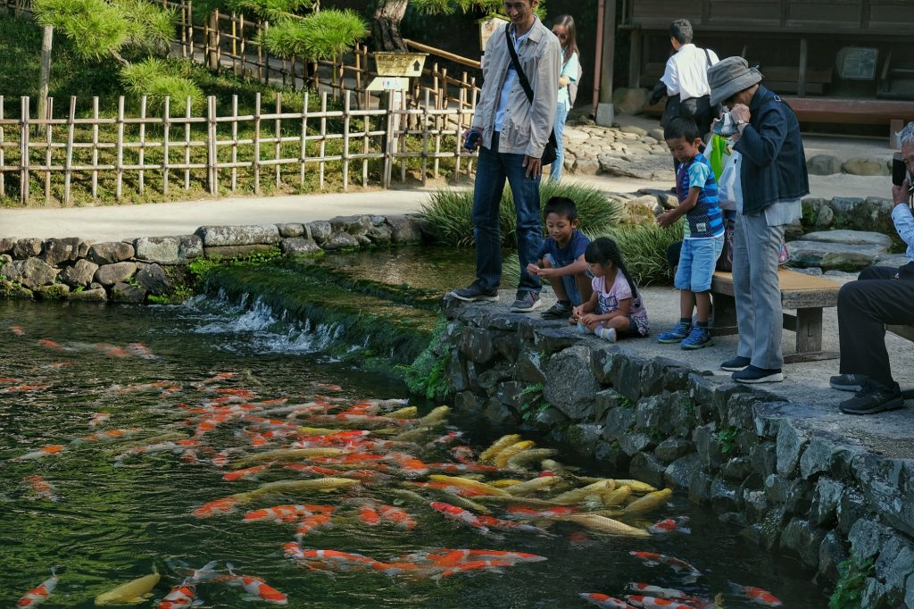 Des enfants nourrissent les carpes du Ritsurin koen de Takamatsu