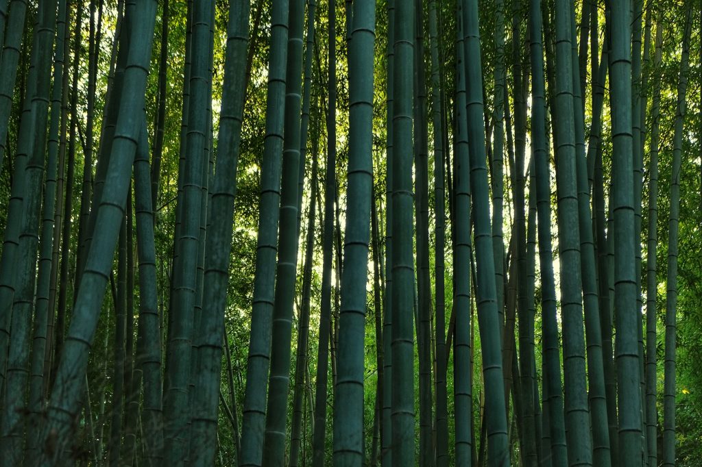 Les bambous de la forêt d'Arashiyama