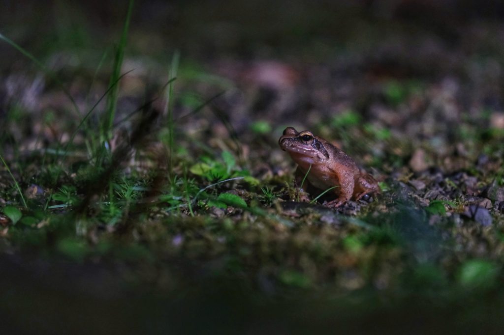 Une grenouille du cimetière Oku-no-in