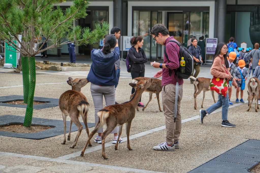 Les visiteurs nourrissent les faons de Nara