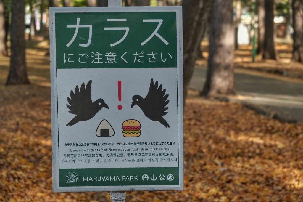 Attention aux corbeaux dans le parc de Maruyama à Sapporo