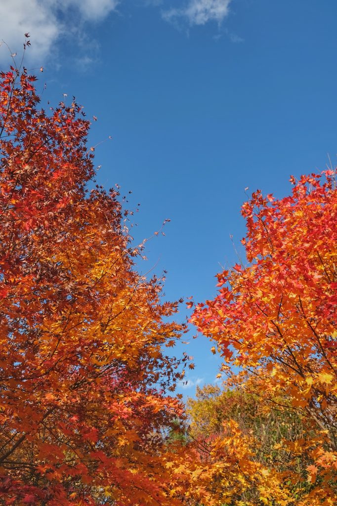Les feuilles d'automne dans le parc Maruyama à Sapporo