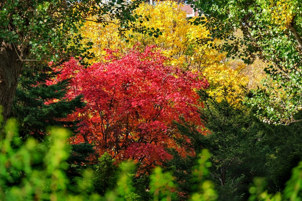Les couleurs d'automne dans le parc Nakajimakoen de Sapporo