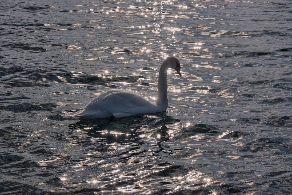 Un cygne sur le lac Toya