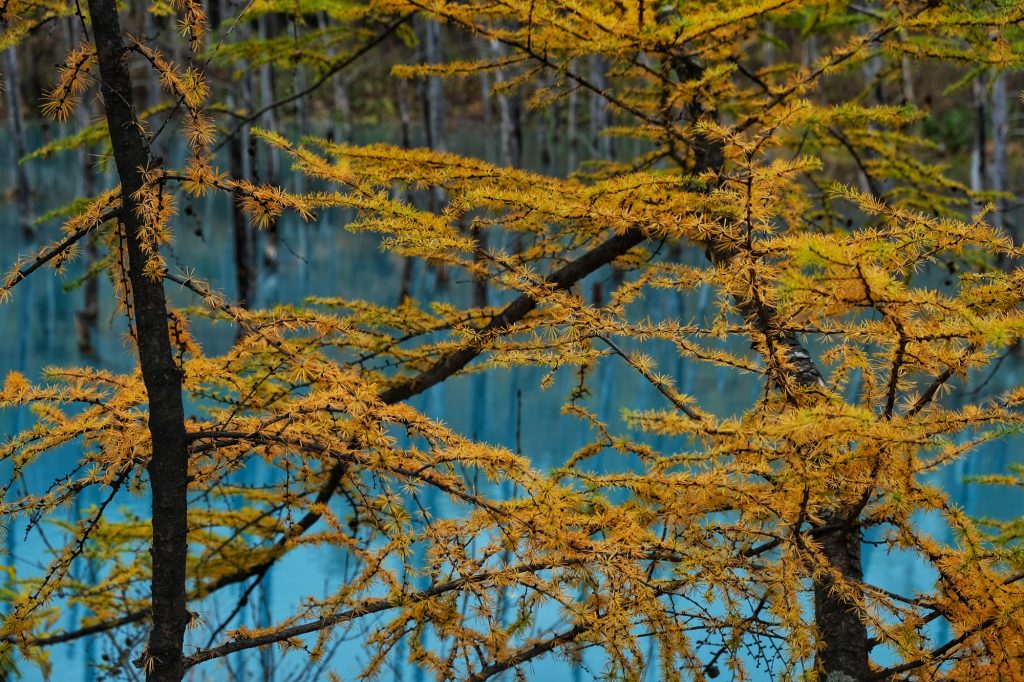 Les épines jaunes de l'automne
