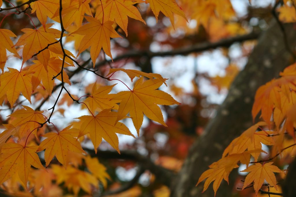 Les feuilles d'automne du Goryokaku à Hakodate