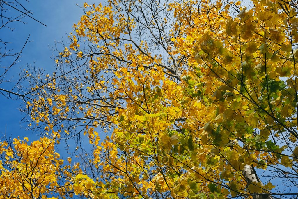 Les feuilles d'automne de Moiwayama