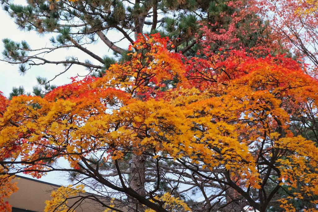 Des arbres aux couleurs de l'automne à Sapporo