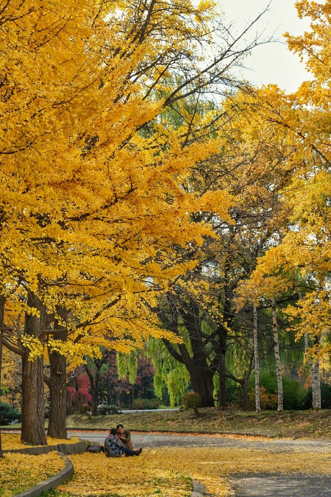 Des gens se prennent en photo dans les couleurs d'automne du parc Nakajimakoen à Sapporo