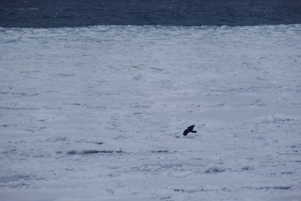 Un corbeau survole la glace dérivante de la mer d'Okhotsk