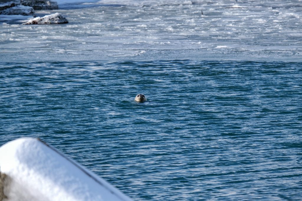 Un phoque dans le port de Wakkanai