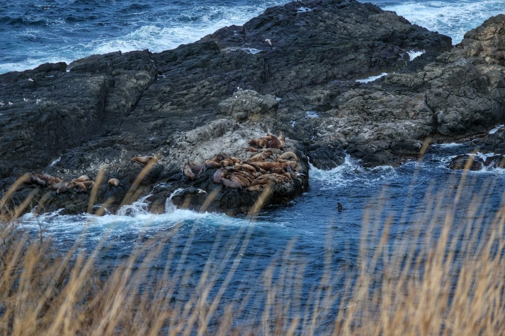 Des phoques sur une petite île près d'Otaru