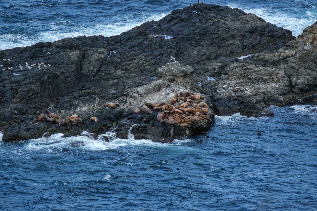 Des phoques sur l'île de Todoiwa près de l'aquarium d'Otaru