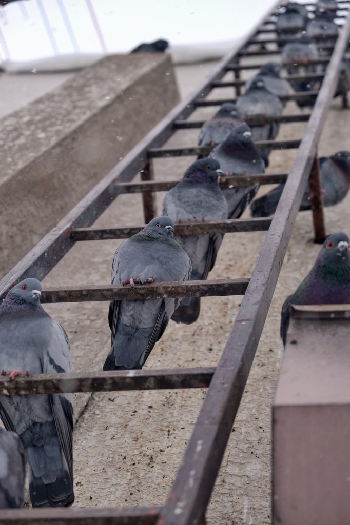 Des pigeons se reposent sur une échelle à Sapporo