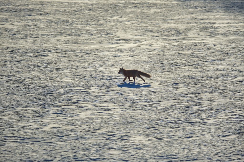 Un renard dans la lumière de fin de journée près de Tsurui