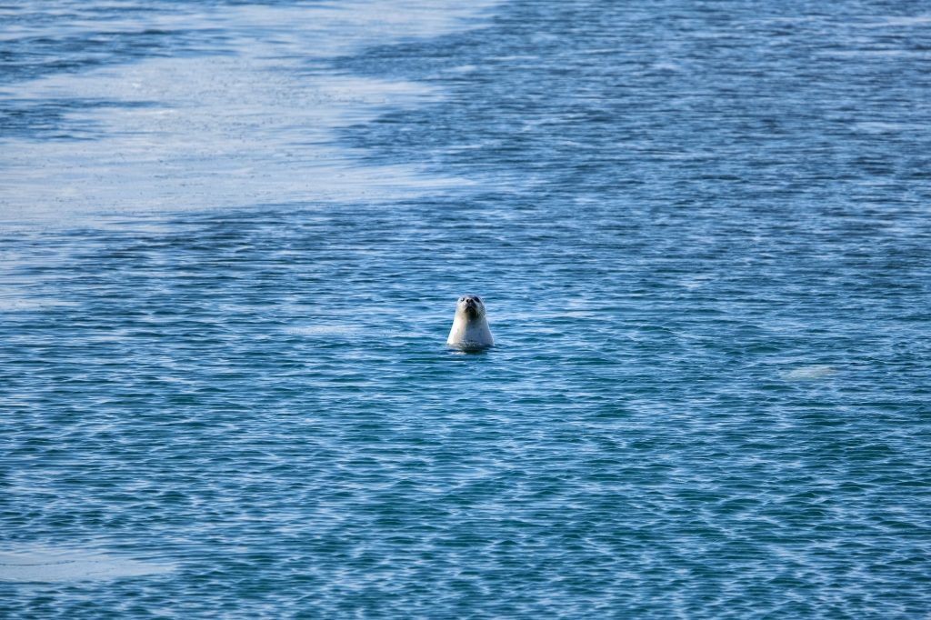 Un phoque dans le port de Wakkanai