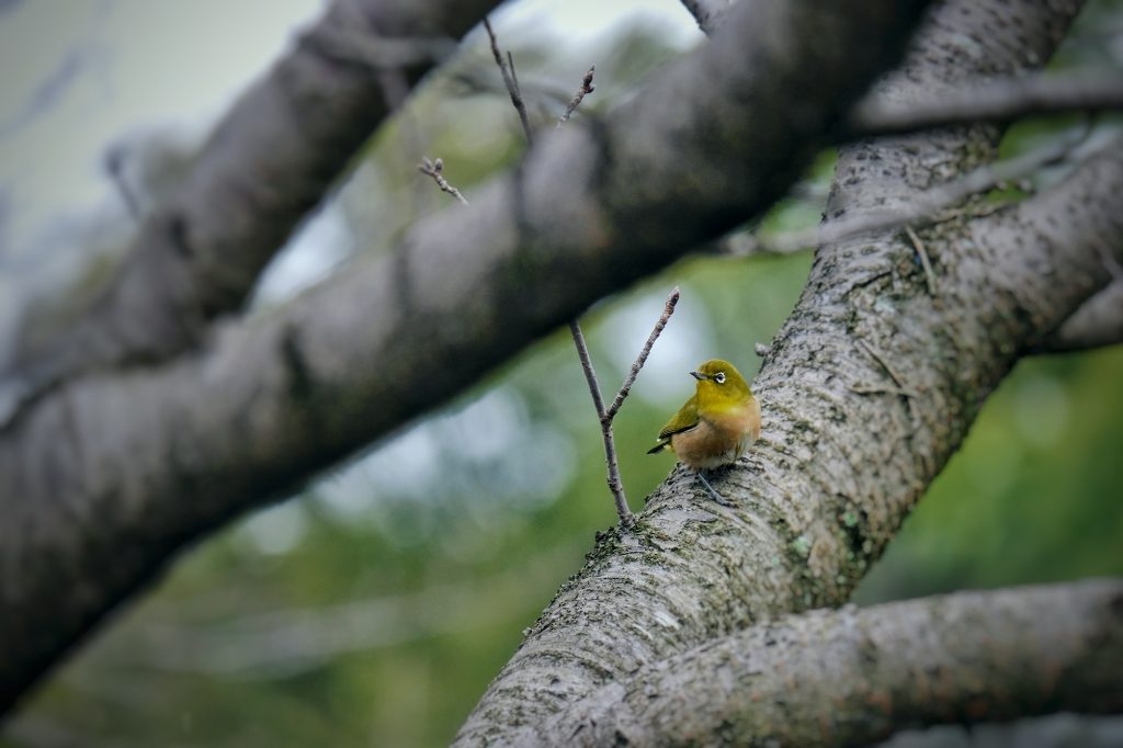 Un oiseau sur une branche près du château de Kumamoto