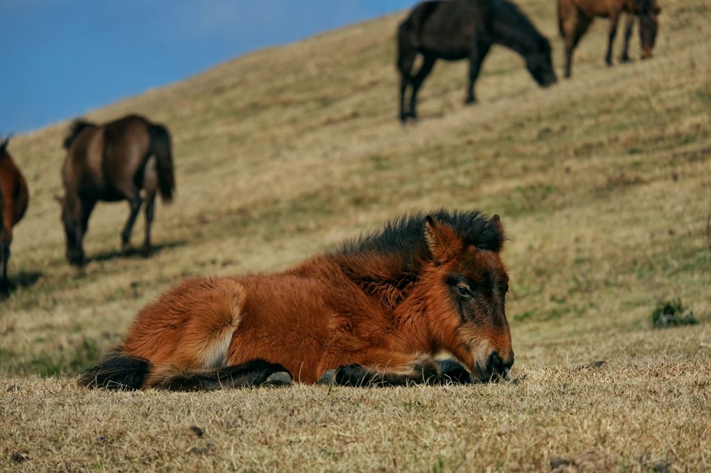 Un jeune cheval allongé paisiblement dans l'herbe au cap Toi