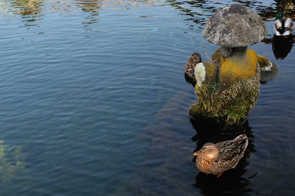 Des canards et une statue de Bouddha dans un étang d'Oshino Hakkai
