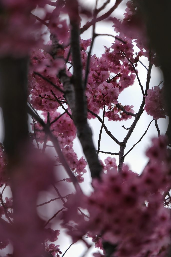 Les fleurs roses des cerisiers du parc Mémorial Showa