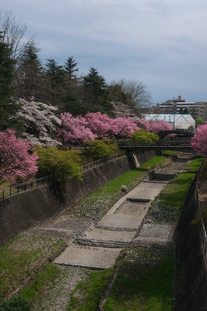 Allée de cerisiers en fleur dans le parc Mémorial Showa