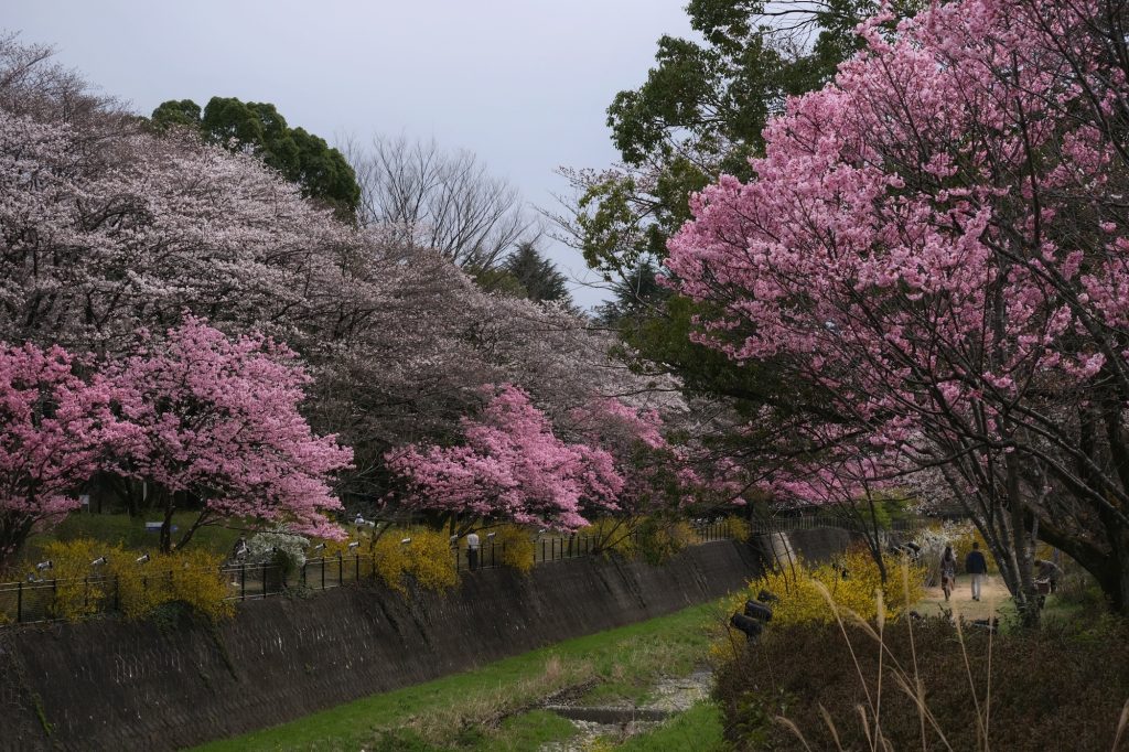 Des cerisiers en fleur dans le parc Mémorial Showa