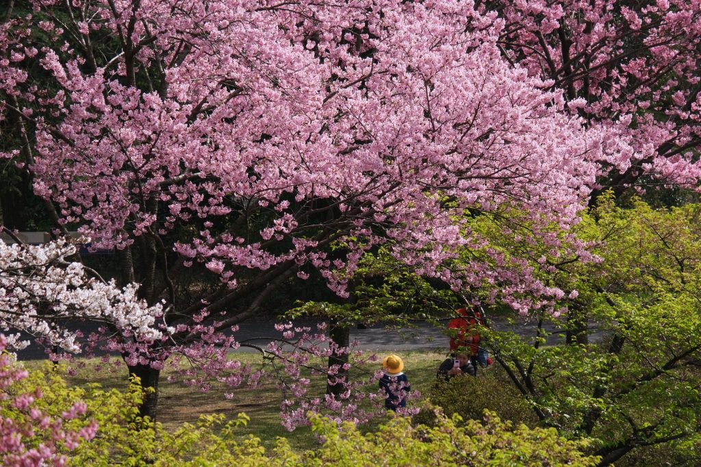 Un enfant sous les cerisiers en fleur du parc Mémorial Showa