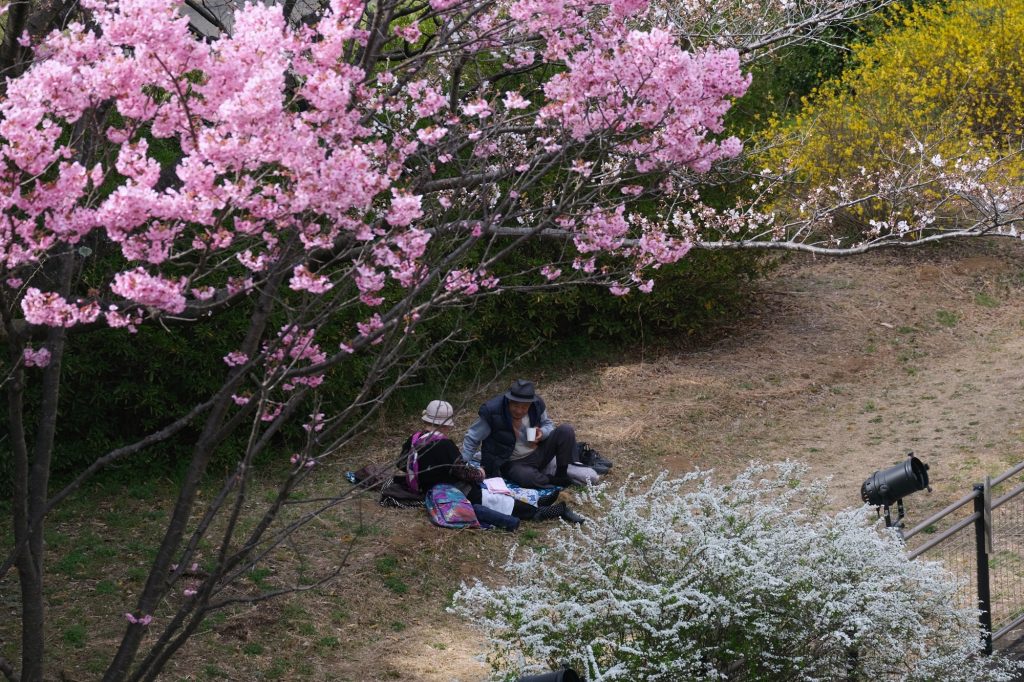 Un couple posé sous les cerisiers en fleur du parc Mémorial Showa