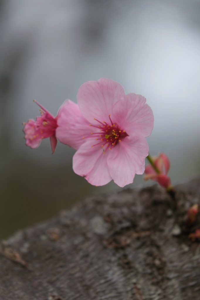Une fleur solitaire sur un arbre du parc Mémorial Showa