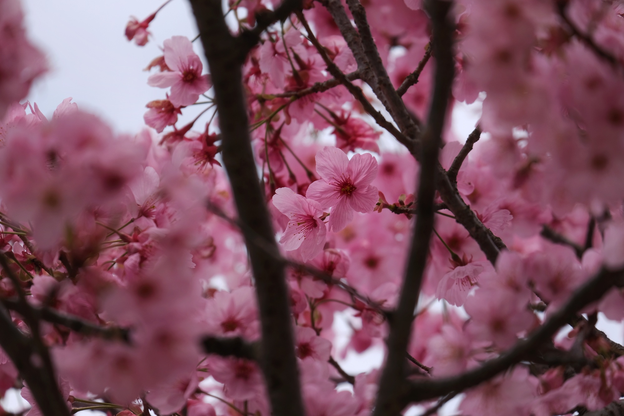 Les sakura roses du parc Mémorial Showa