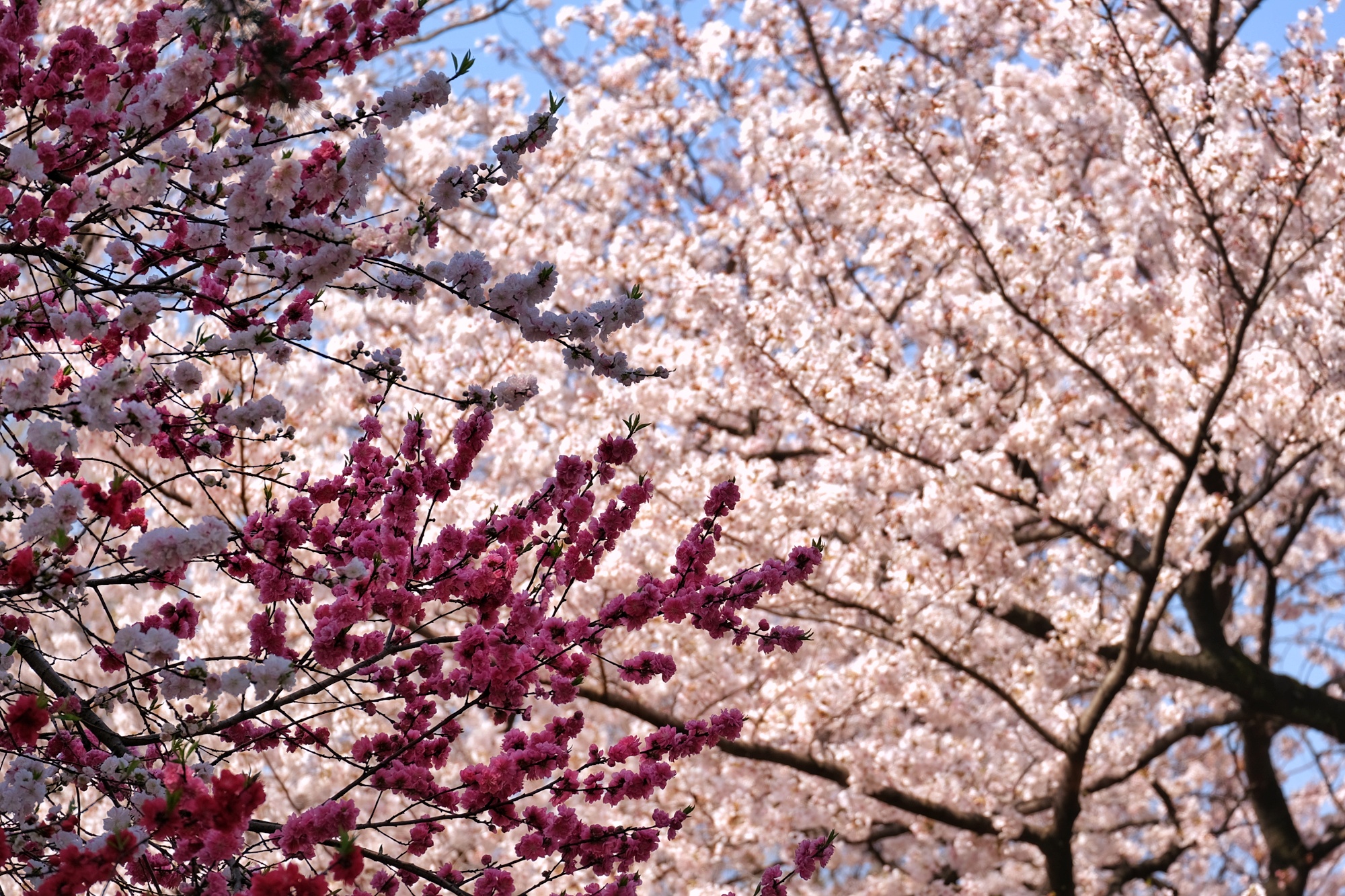 Les fleurs roses et blanches des sakura du Shinjuku Gyoen
