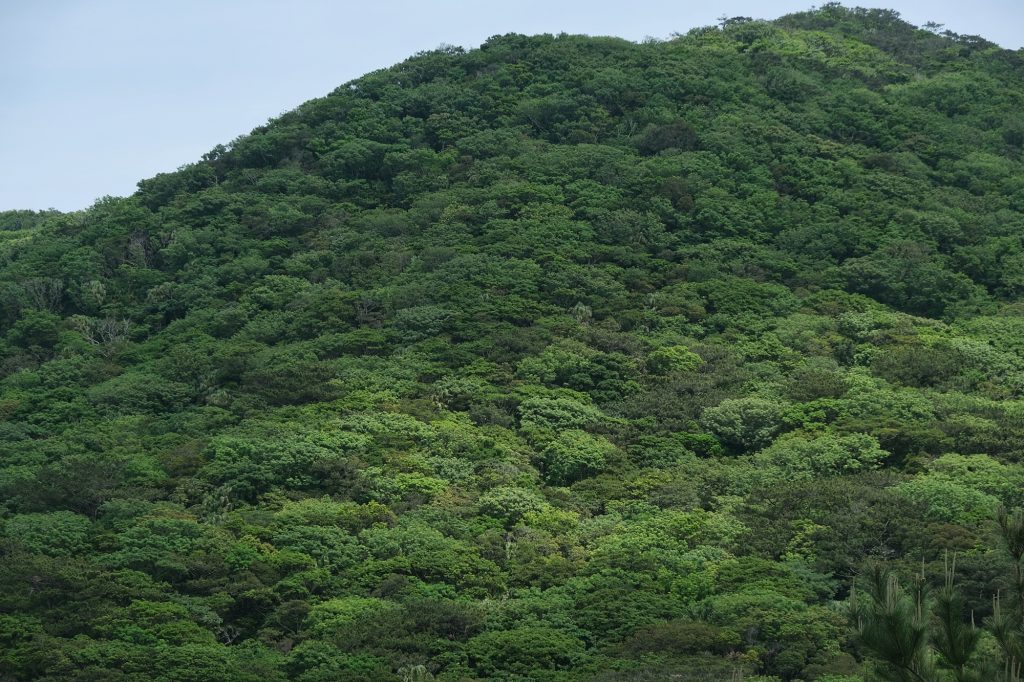 La forêt vierge de l'île de Tokashiki à Okinawa
