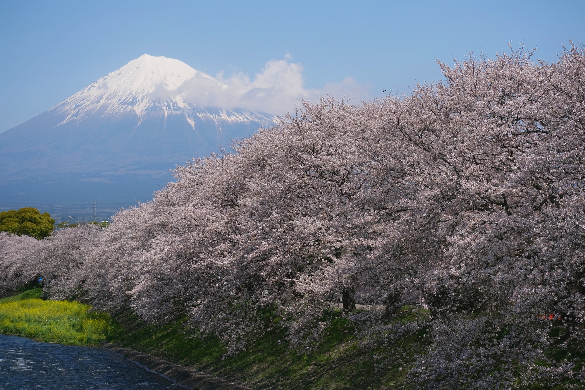 Les cerisiers en fleur de la rivière Urui devant le mont Fuji
