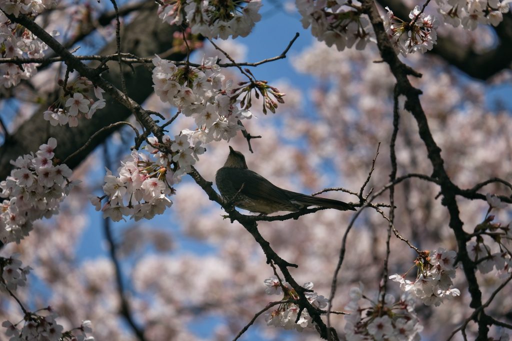 Un oiseau dans un cerisier du parc de Shinjuku