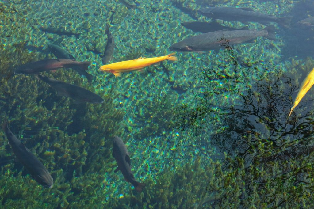 Les poissons dans les eaux transparentes d'Oshino Hakkai
