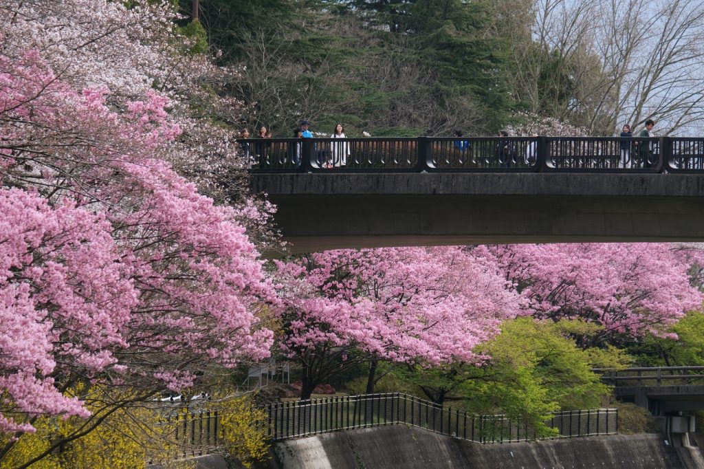 Un pont entre les sakura en fleur dans la parc Mémorial Showa