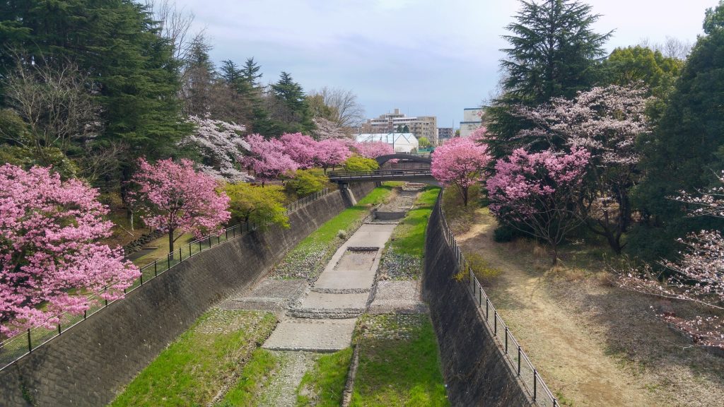 Allée de cerisiers en fleur dans le parc Mémorial Showa