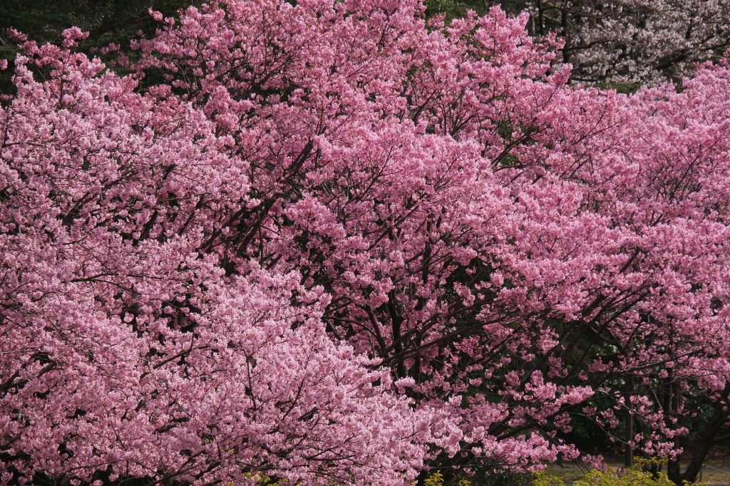 Les fleurs roses des cerisiers du parc Mémorial Showa
