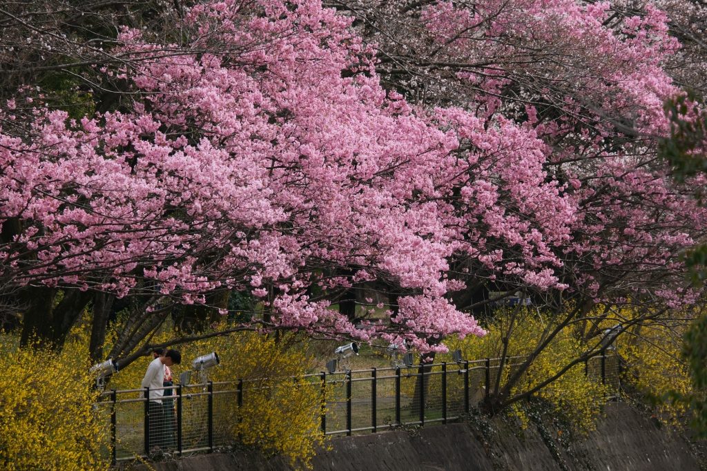 Des visiteurs profitent des "sakura" dans le parc Mémorial Showa