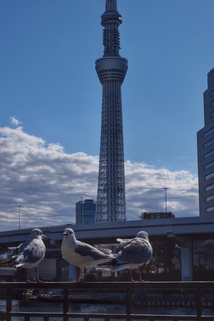 Des mouettes devant la Tokyo Skytree