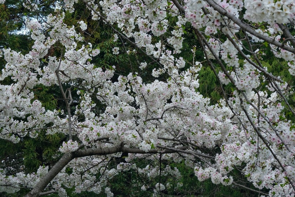 Les magnifiques fleurs blanches des cerisiers du parc Mémorial Showa