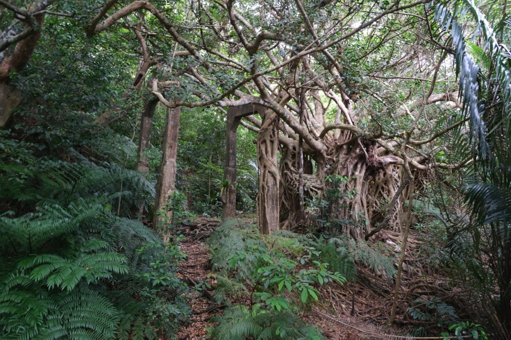 Un arbre mystérieux reprend le contrôle de l'ancienne mine de la rivière Urauchi