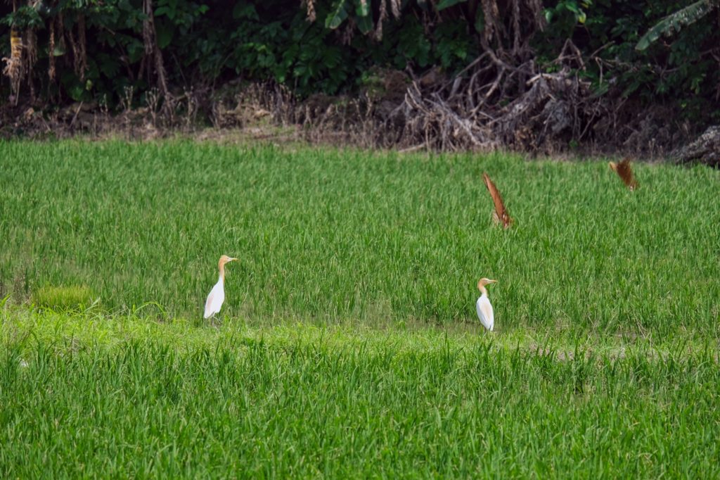 Des hérons dans une rizière à Yonehara sur l'île d'Ishigaki
