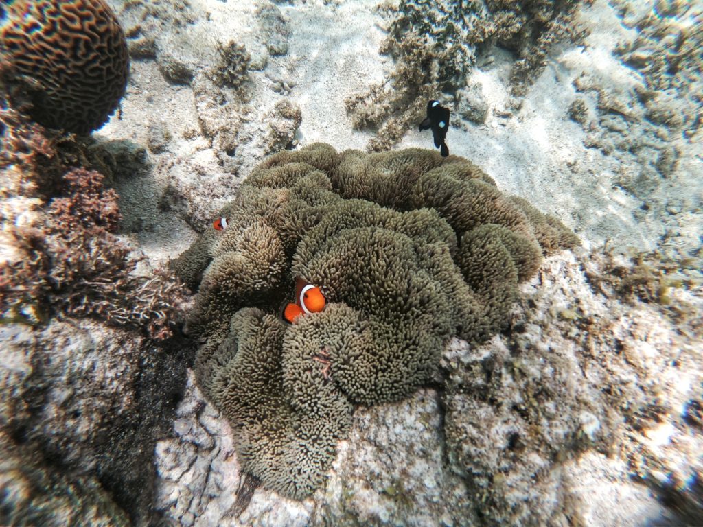 Des poissons clowns dans une anémone sur notre spot de snorkeling favori dans le cap Ishizaki